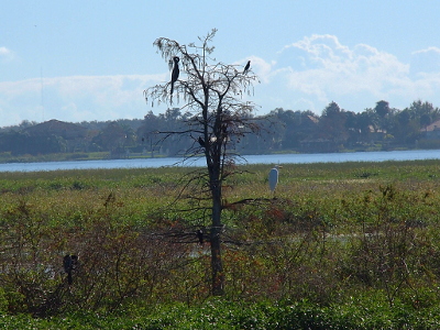 [Five different birds, including a large all white one, in a leafless tree in the middle of the growth in the lake.]